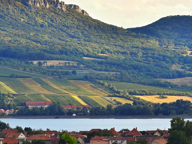 Intelli Develpement Corporation Projects - Okanagon Vineyard